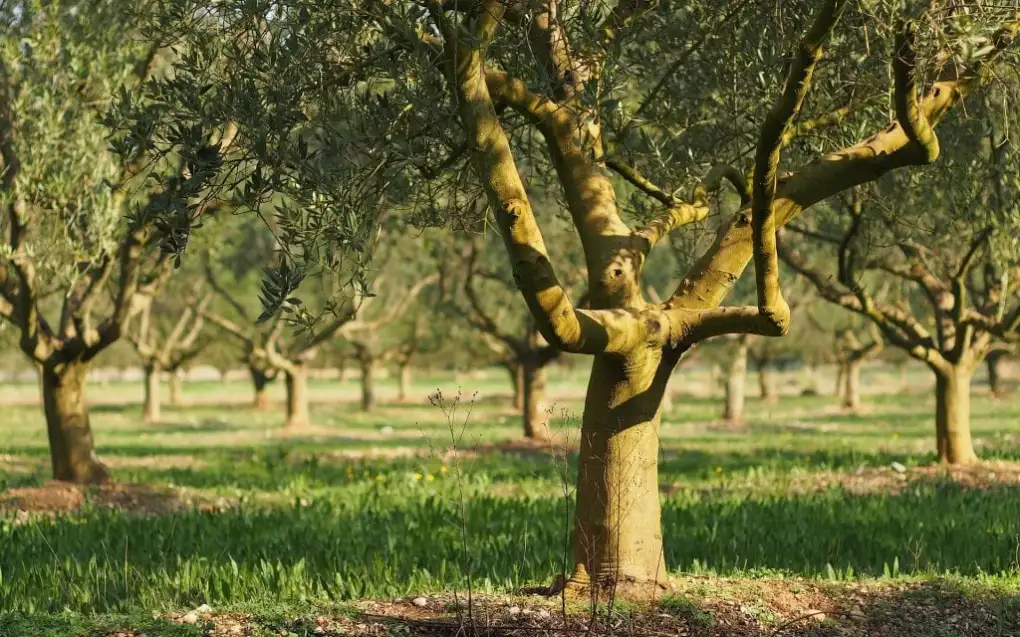 Olive Tree Field